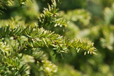 Taxus baccata 'Semperaurea' - tis červený 'Semperaurea' - jarní větévka (2)